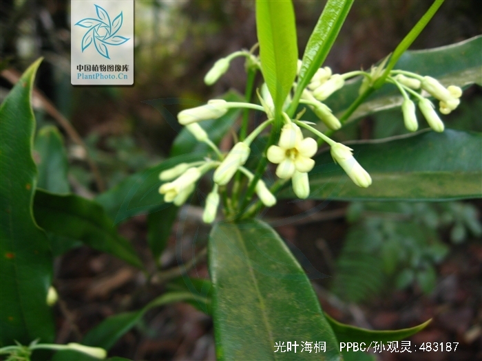  p>光叶海桐(学名:pittosporum glabratum lindl.