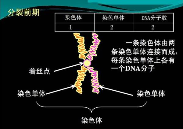  p data-id="go023755nt">染色单体是复制时产生的染色体拷贝.