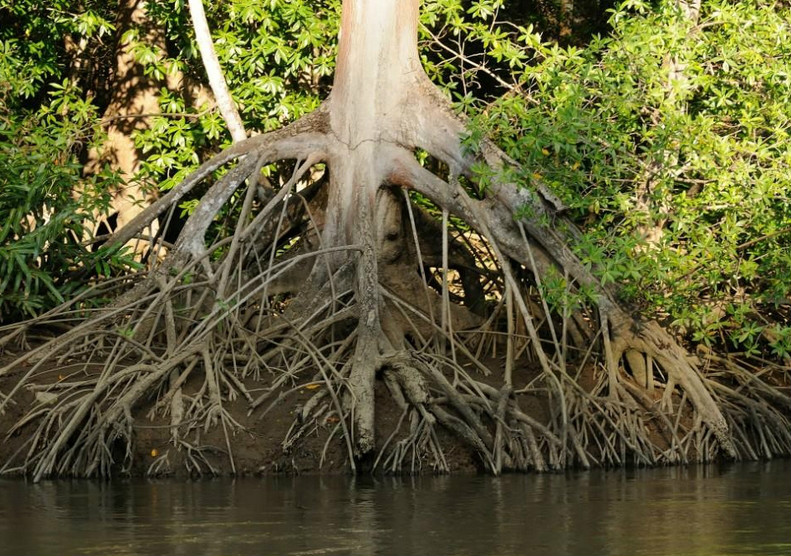 rhizophora mangle l.