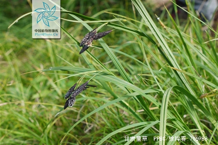  p>甘肅薹草(學名:carex kansuensis nelmes)是莎草科薹草屬植物,根狀