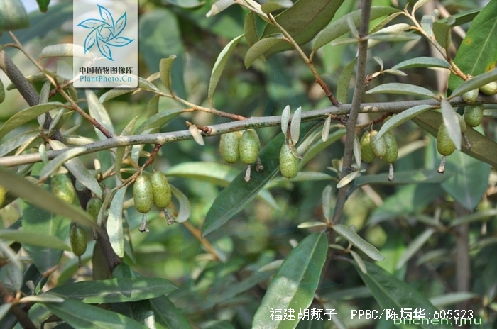 data-lemmaid="2544066">胡颓子科 /a>胡颓子属植物,常绿直立灌木