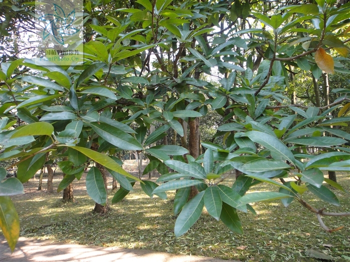 紫荆木