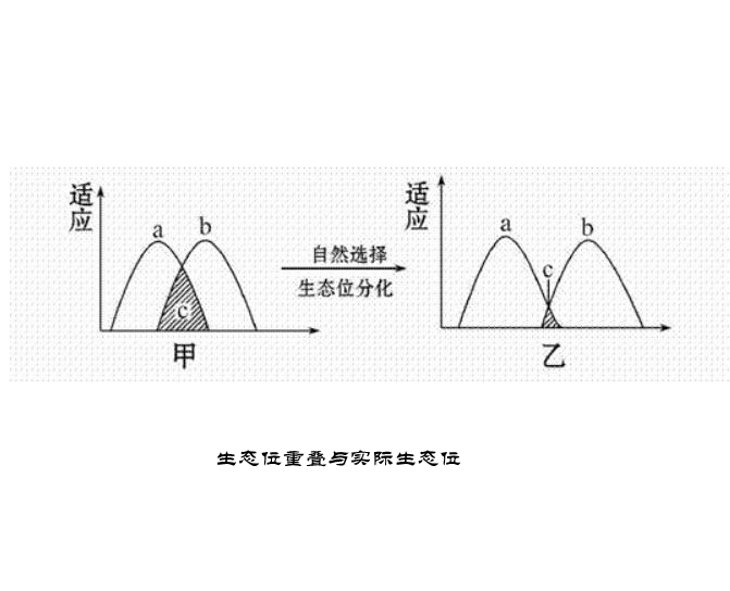 实际生态位