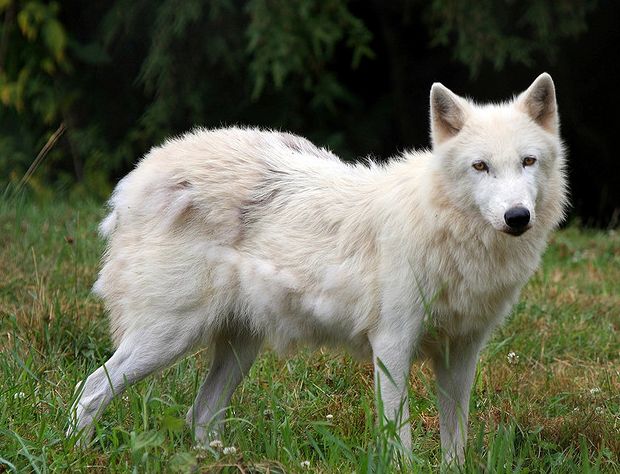  p>北极狼(学名: i>canis lupus arctos /i>),又称 a href="#" data