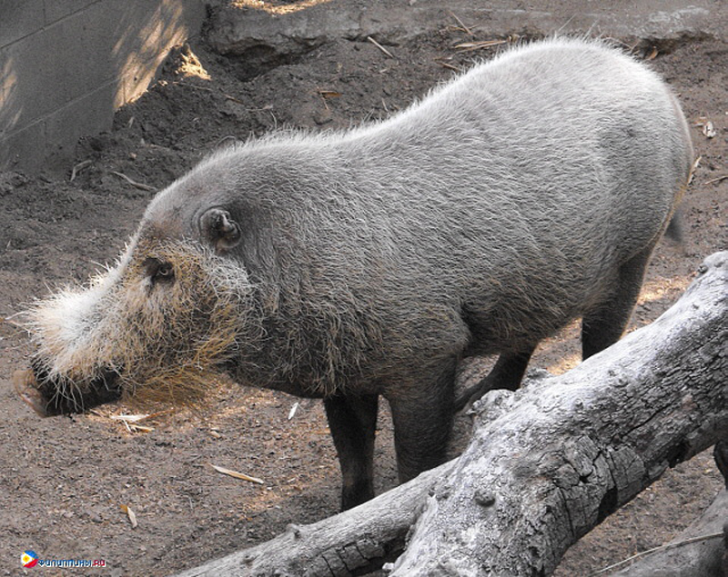  p>巴拉望须猪(学名: i>sus ahoenobarbus /i>):是猪科猪属的 a href=