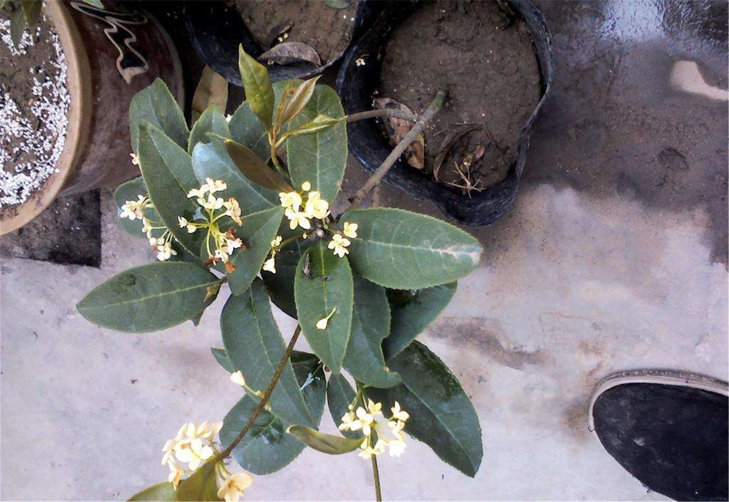  p>天香台阁(学名: i>osmanthus fragrans /i> 'tian xiang