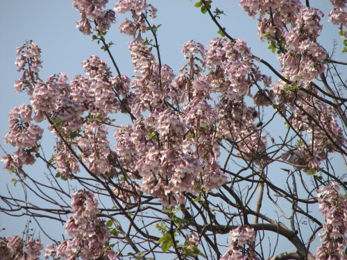  p>亳州的泡桐历史悠久,明人王廷相就赞称:"桐宫桑林古帝都",把桐树的