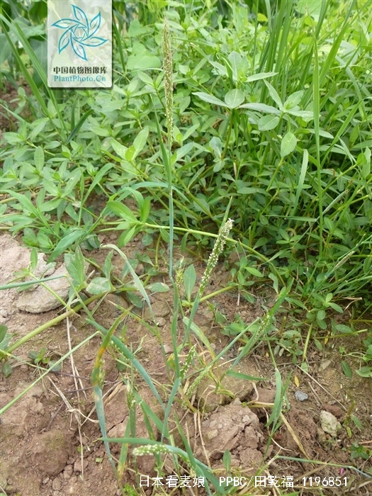  p>日本看麦娘. a href="#">禾本科 /a>看麦娘属. 一或二年生草本.