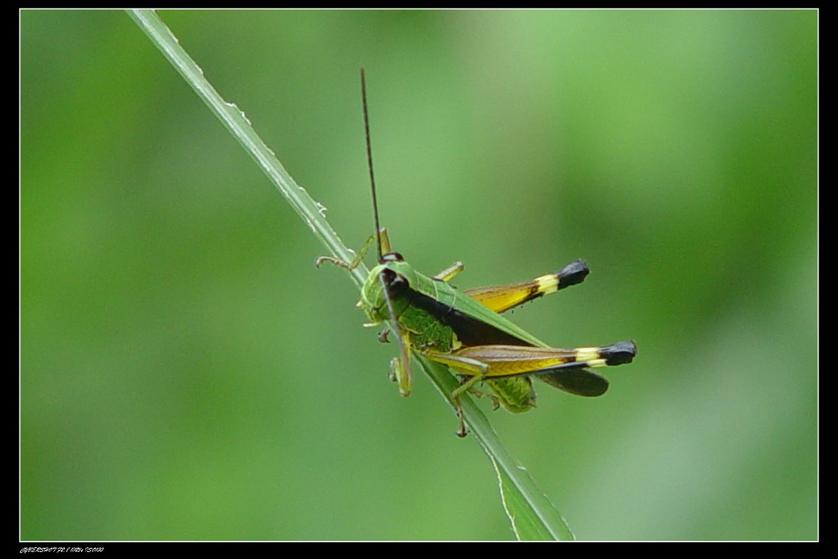 lemmaid="14753249">蚱总科 /a>(tetrigoidea),蜢总科(eumastacoidea)