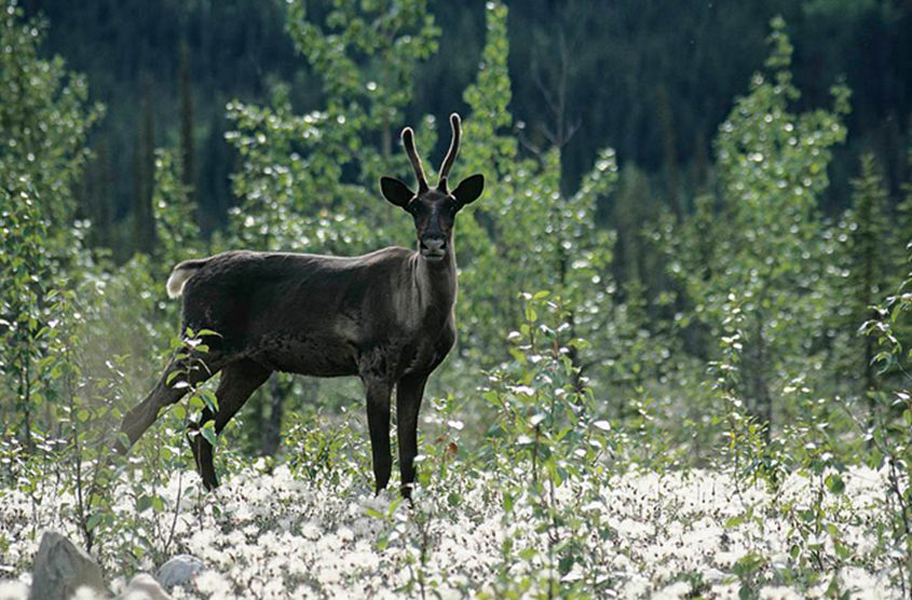 migratory woodland caribou