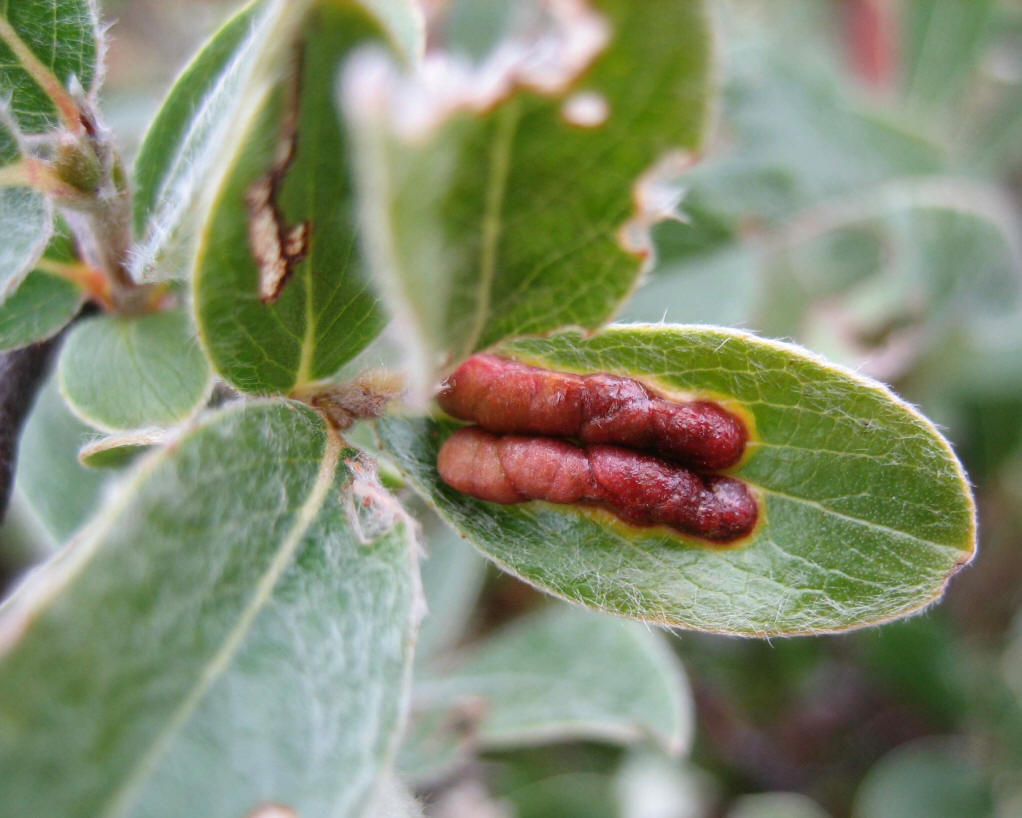  p>昆虫名,为双翅目,瘿蚊科.