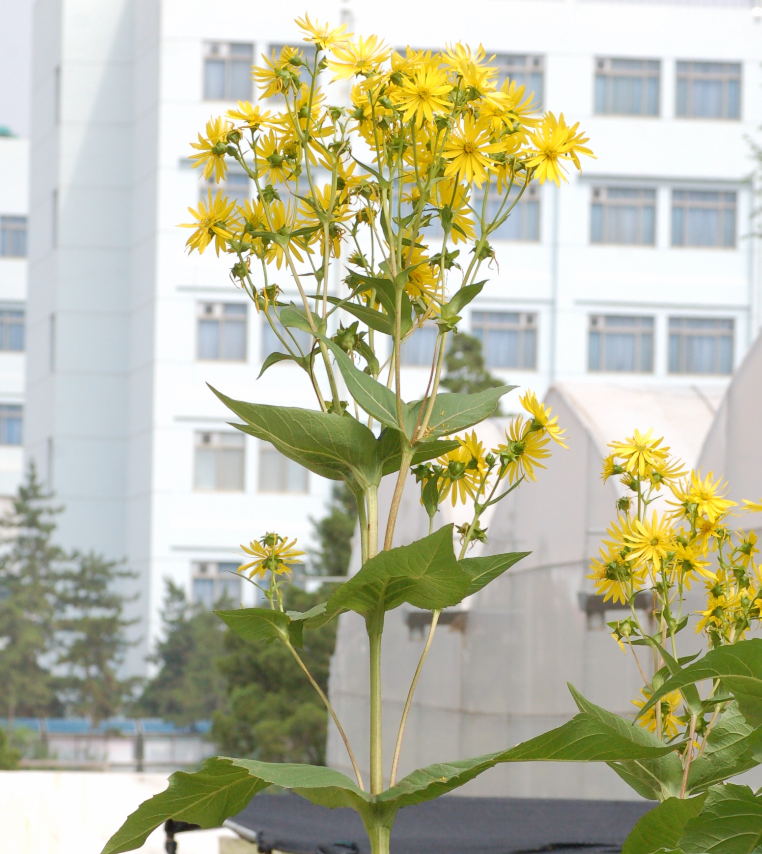  p>串叶松香草(学名: i>silphium /i>  i>perfoliatum /i> l.