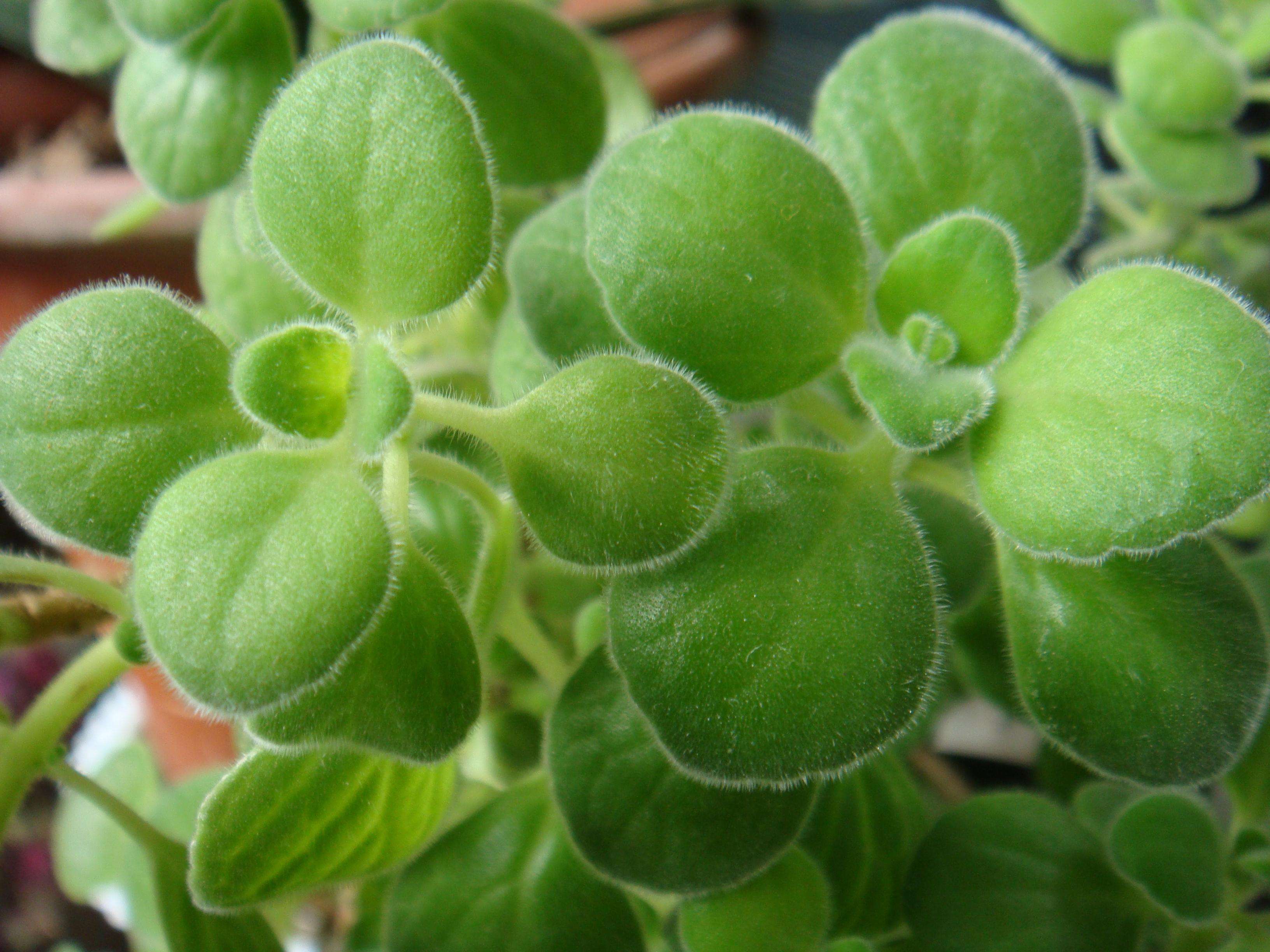  p>碰碰香也称绒毛香茶菜,是一种会散发淡淡清香的 a href="#" data