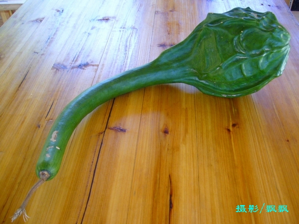  p data-id="gnwoh3o0cu">鹤首葫芦(lagenaria siceraria), a target=