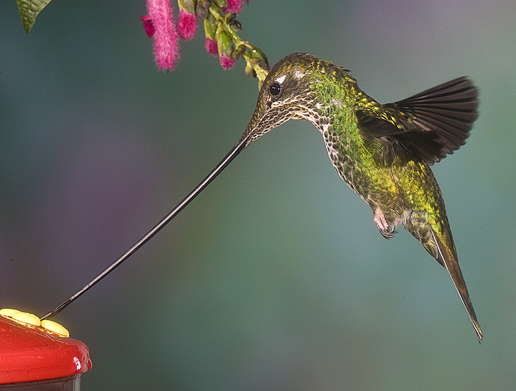  p>刀嘴蜂鸟(学名: i>ensifera ensifera /i>):体型小,其极长的 a
