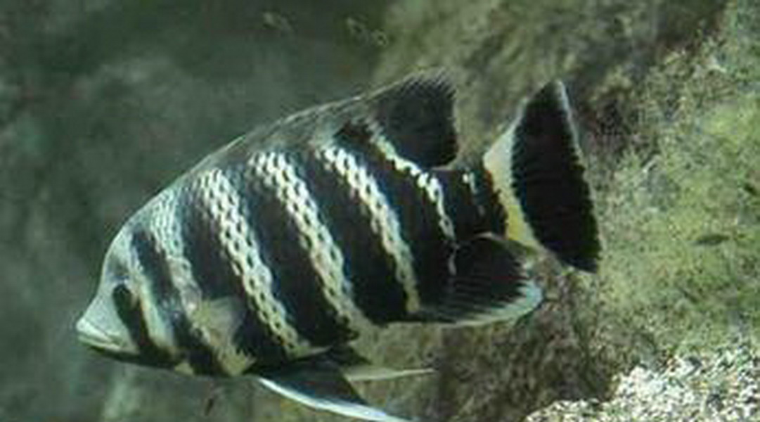 data-lemmaid="4659873">布氏鲷鱼 /a>又名非洲十间,布氏罗非鱼,属 a