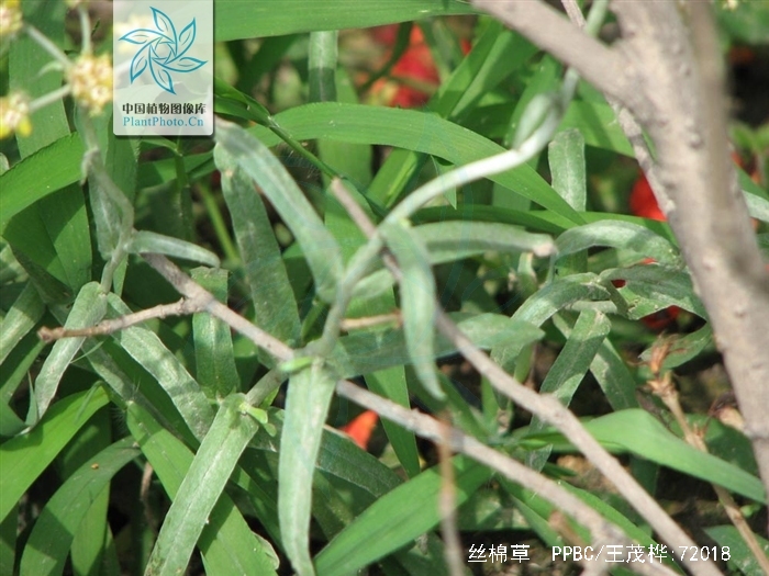  p>丝棉草为 a target="_blank" href="/item/鼠麴草属">鼠麴草属 /a>