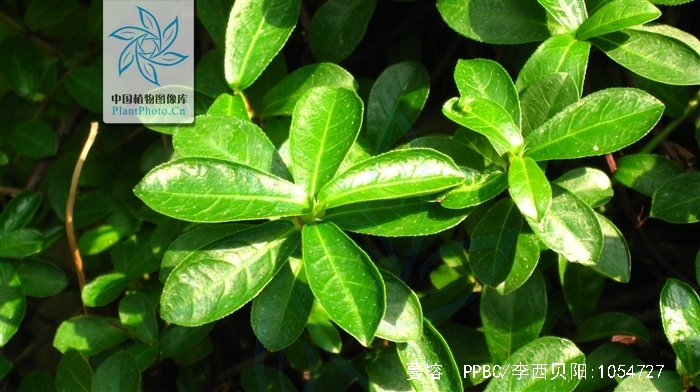  p> b>蔓榕 /b>(学名: i>ficus pedunculosa /i>)为桑科榕属的植物.