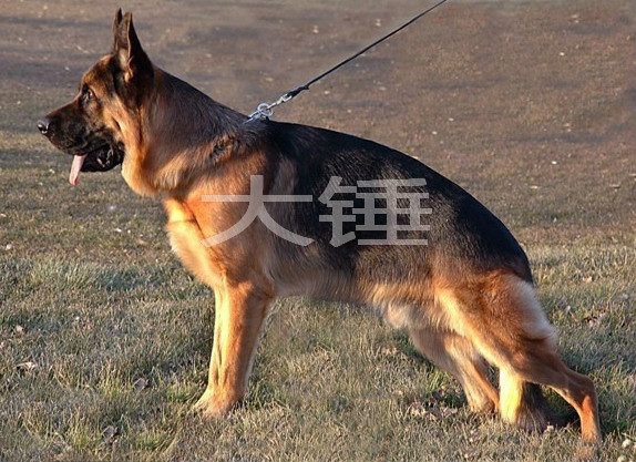 锤系犬