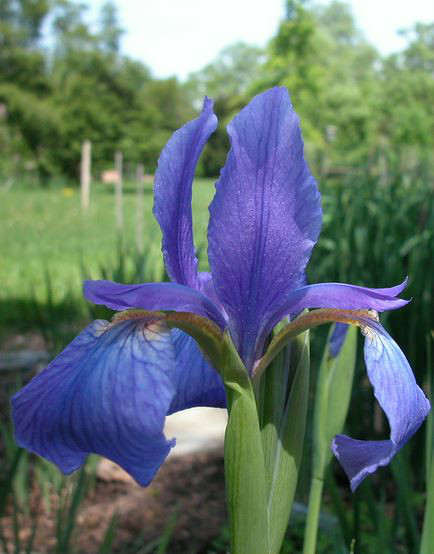  p>北陵鸢尾(学名: i>iris typhifolia /i>  kitag.