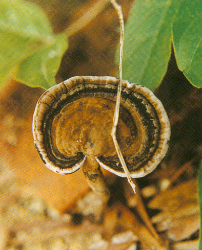  p>厦门假芝,即担子果一年生,有柄,木栓质,仅分布于中国. /p>