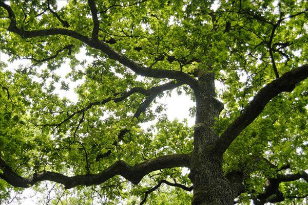  p>阔叶树:叶子宽阔的树.