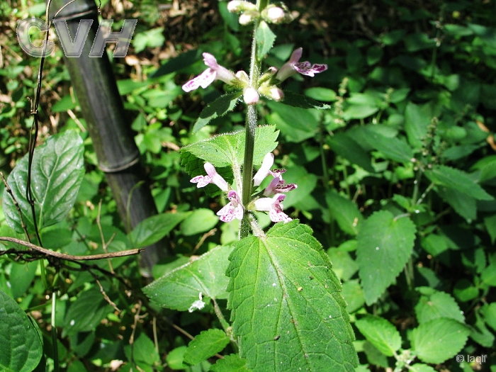  p>蜗儿菜为多年生草本植物,高40-60厘米,有簇生须根的横走肉质根茎.