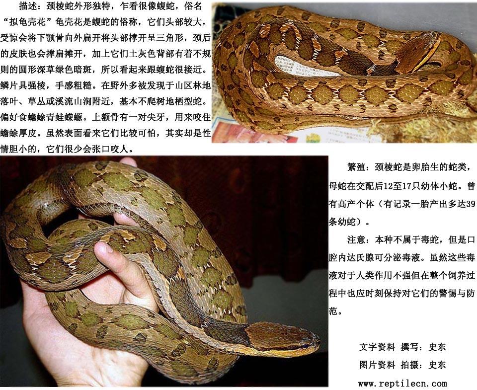 macropisthodon  rudis