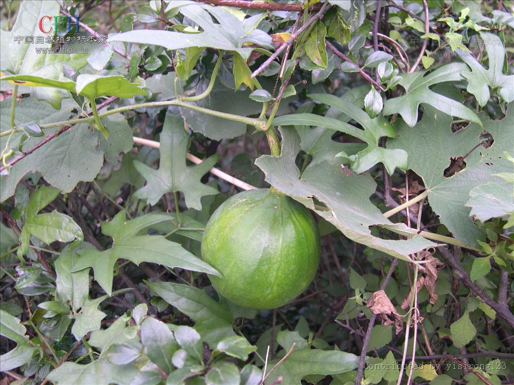 trichosanthes rosthornii harms