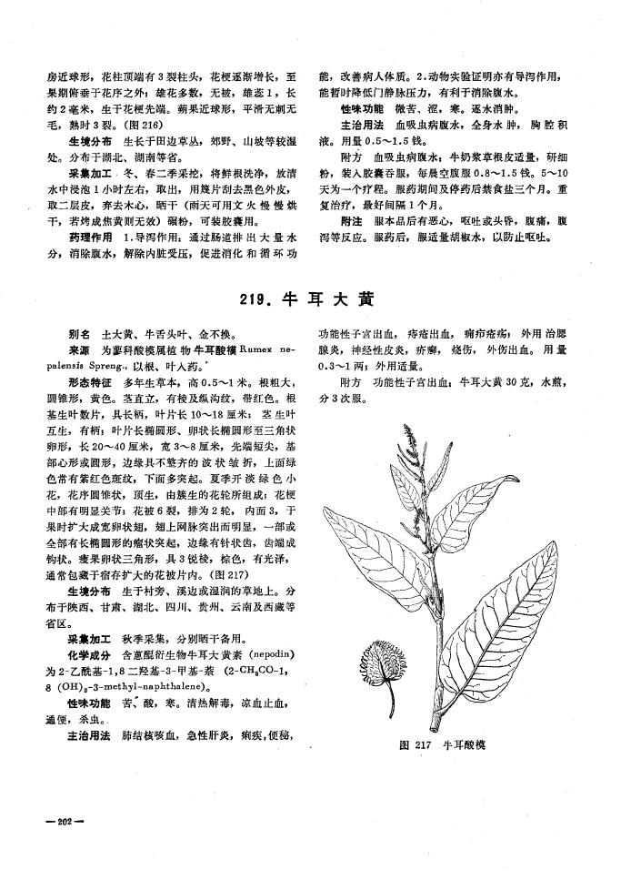  p data-id="gnbptinv5o">牛耳朵( i>primulina