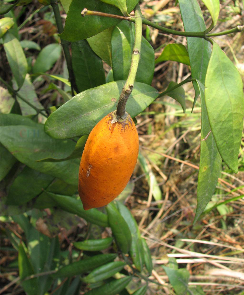  p>川山橙,是 a>夹竹桃科 /a>, a>山橙属 /a>粗壮木质藤本.