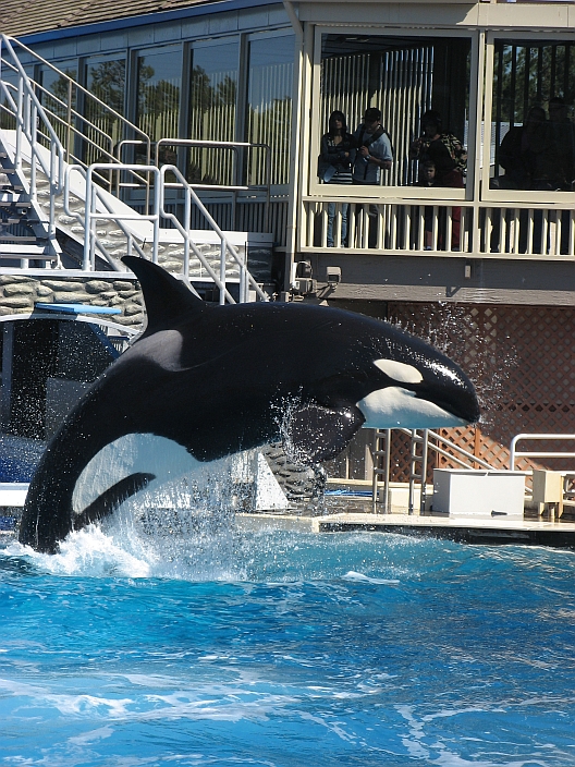  p>花斑喙头海豚是康氏矮海豚的俗称(学名: i>cephalorhynchus