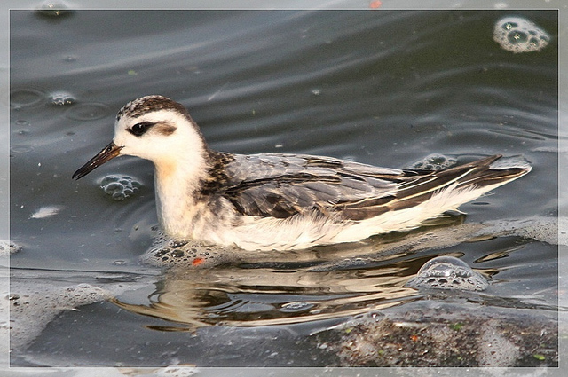 小型水鸟,体长20-24厘米.