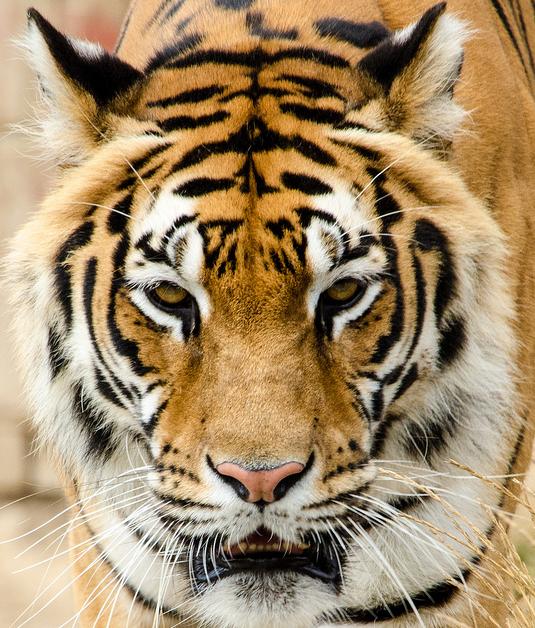 (拉丁学名: i>panthera tigris amoyensis /i> )是中国特有的虎亚种