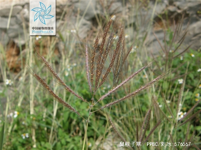  p>臭根子草(学名: i>bothriochloa bladhi /i> i>i /i> (retz.) s.