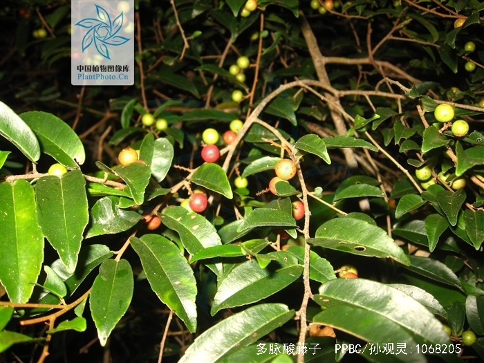 为紫金牛科酸藤子属植物.又名粗糠果,马挂花,断骨藤,矩叶酸藤果.