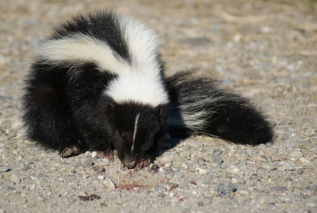  p>宽鼻臭鼬是中小型 a href="#" data-lemmaid="8428370">兽类 /a>