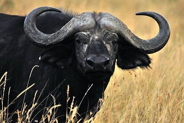 非洲水牛