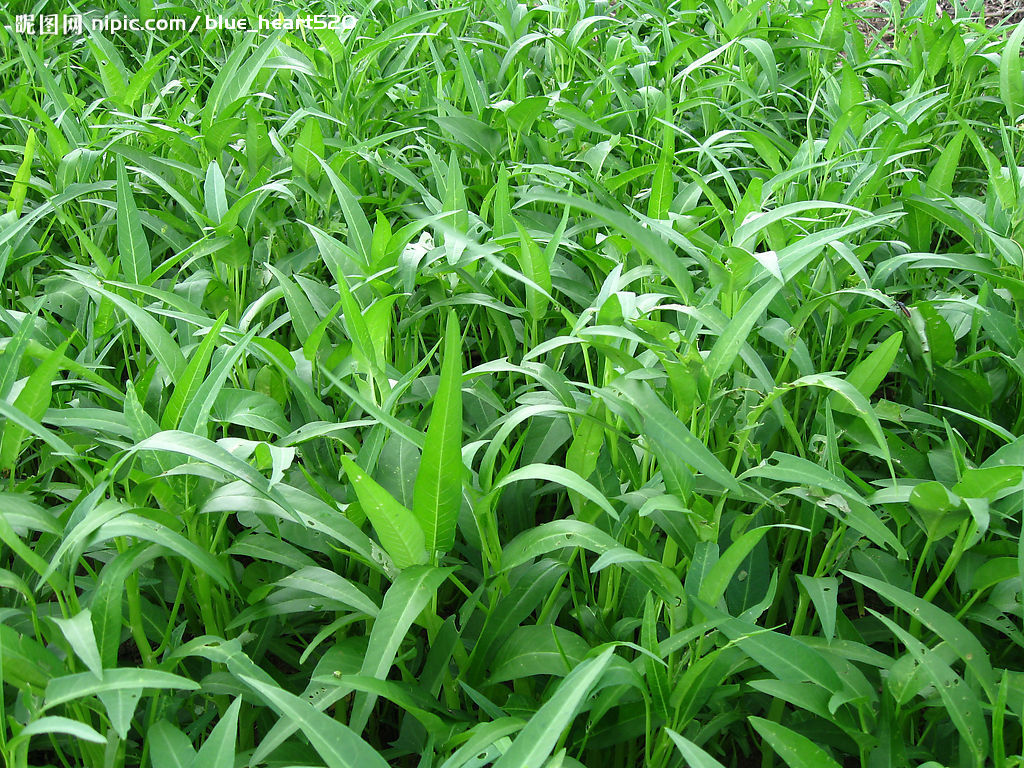 空心菜播种与育苗