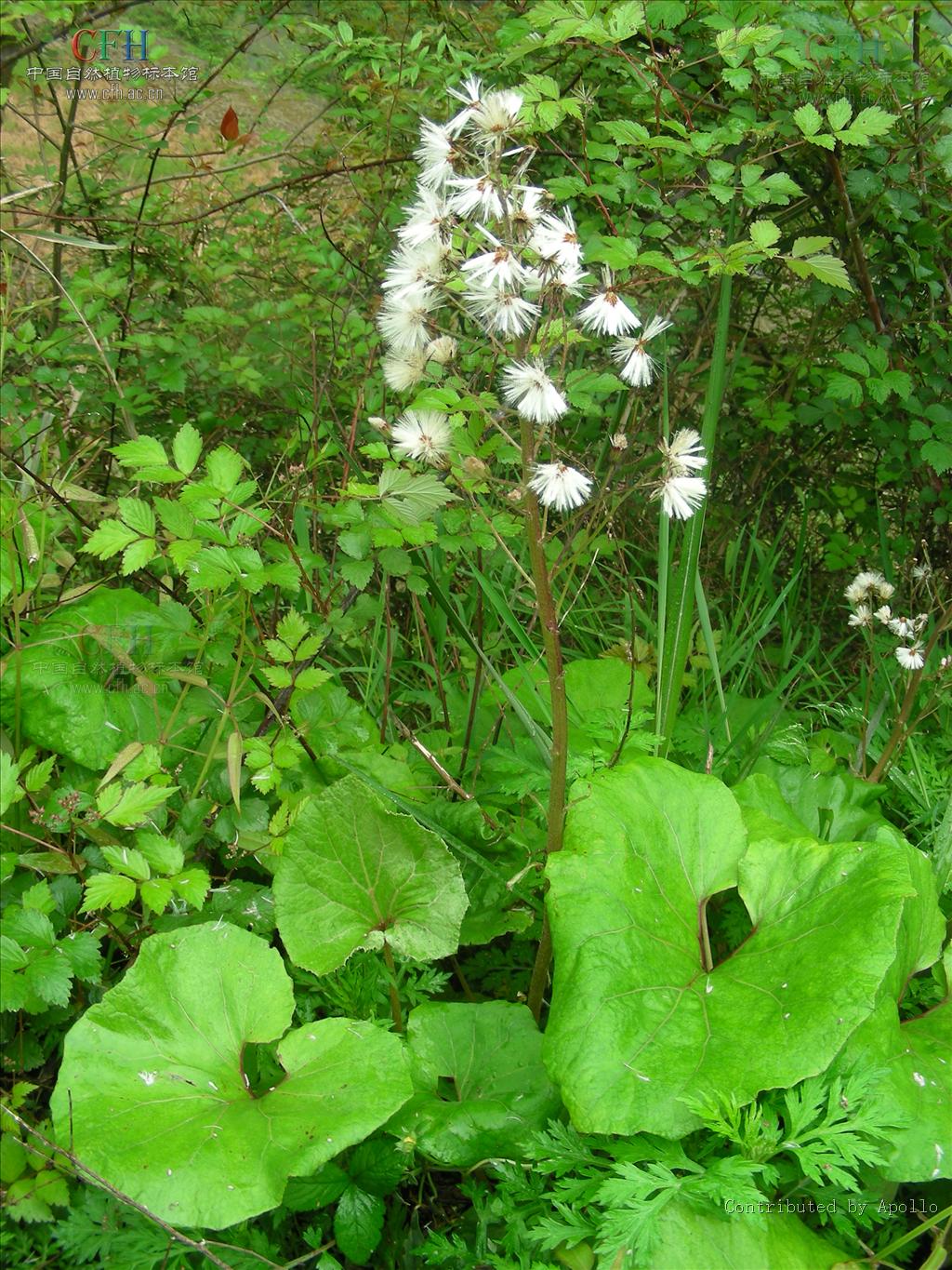  p>蜂斗菜,中药名.