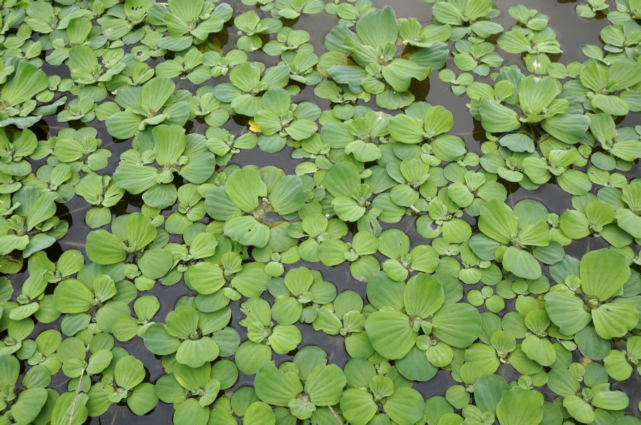  p>藻花又称"水花".是指淡水水体中某些蓝藻类过度生长所产生的现象.