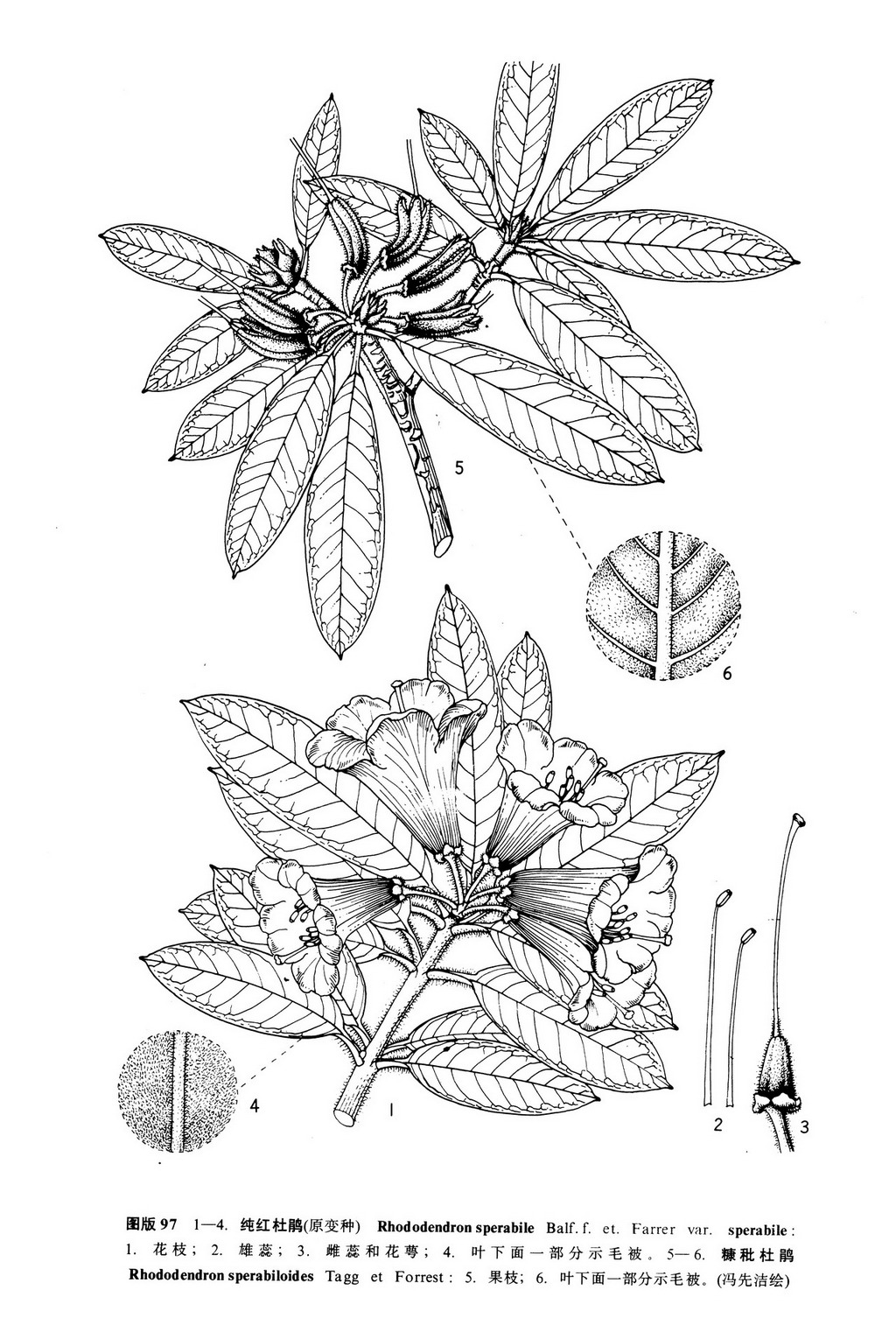 纯红杜鹃(原变种)