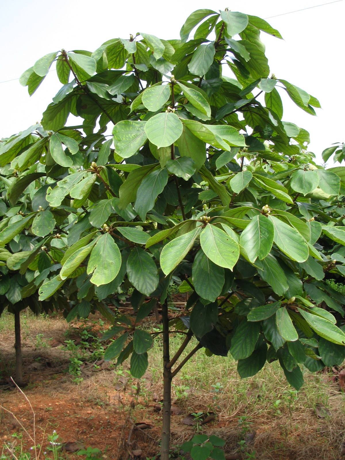  p>常绿乔木.叶革质,互生,边缘有锯齿,具柄.