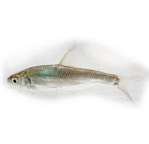  p>银鲴(学名: i>xenocypris argentea) /i>是鲤科,鲴属温性鱼类.