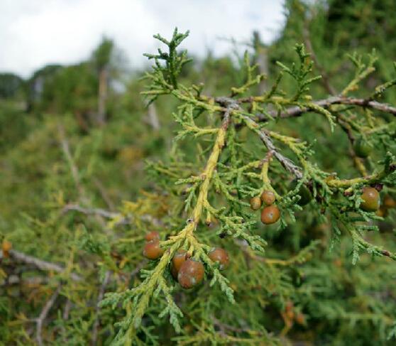  p>大果圆柏(学名: i>juniperus tibetica /i> komarov.
