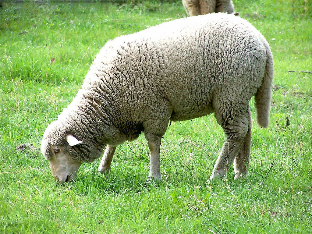  p>绵羊, i>ovis aries  /i>(linnaeus, 1758), a href="#" data