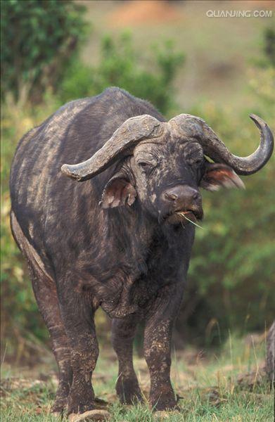 水牛英文,英文 p>水牛(学名:bubalus bubalus,英文名称:asian buffalo)也叫印度水牛