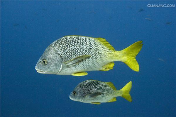 的鱼类,俗名黄尾,黄片, a href="#" data-lemmaid="678221">黄鱼 /a>