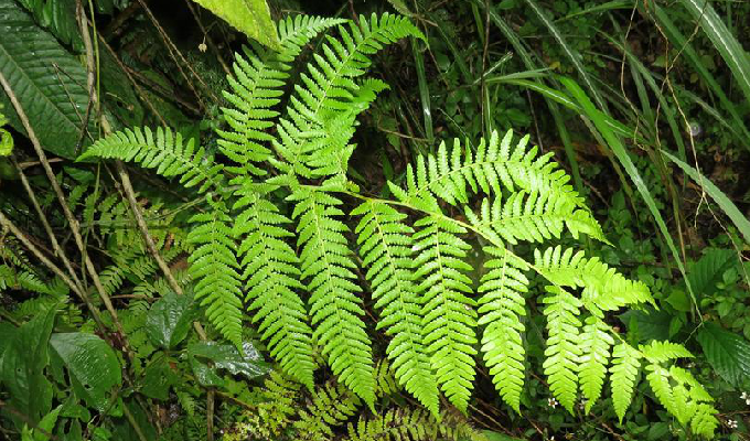  p>普通针毛蕨(学名: i>macrothelypteris torresiana /i> (gaud.