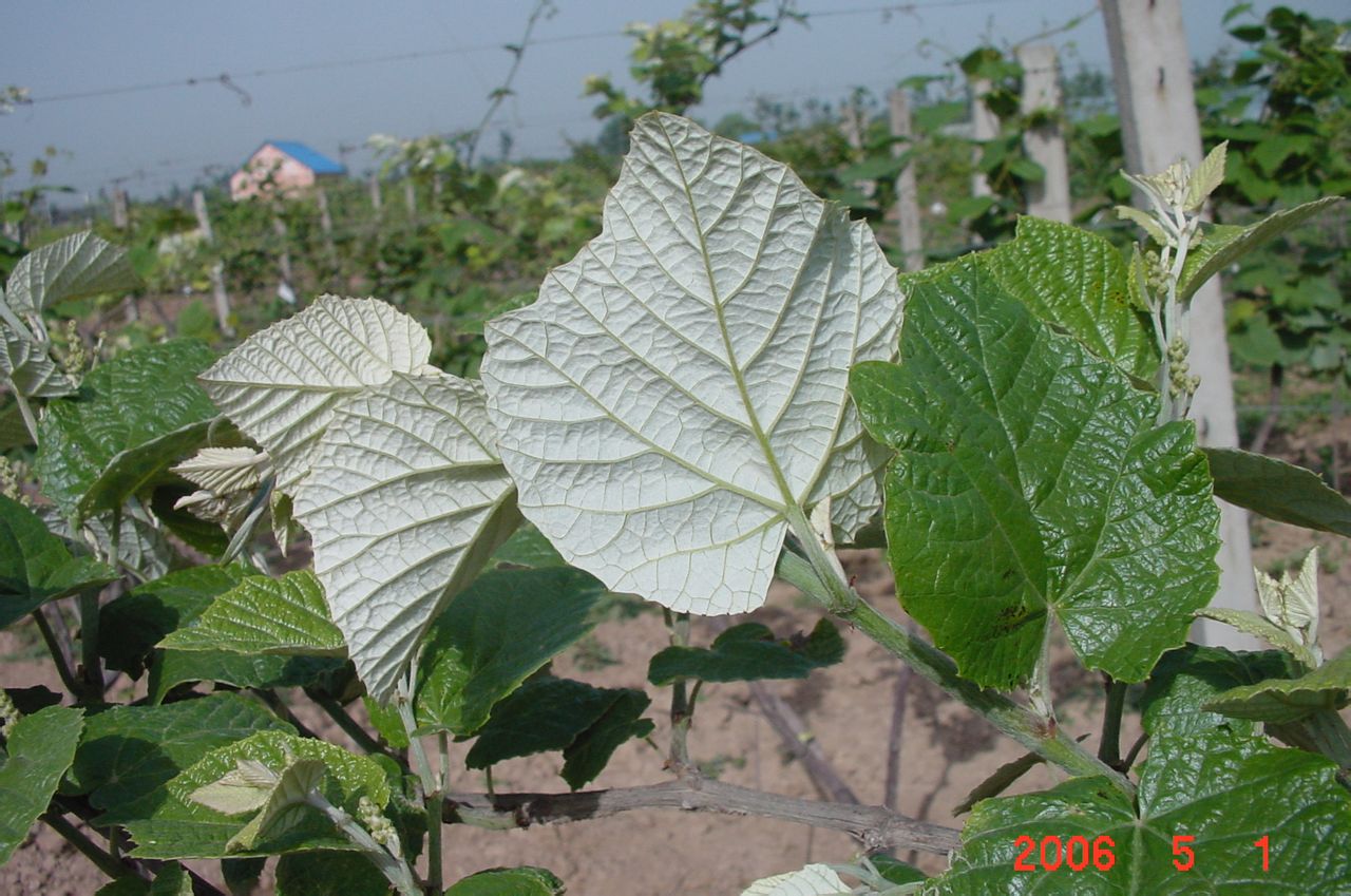 毛葡萄(原亚种)